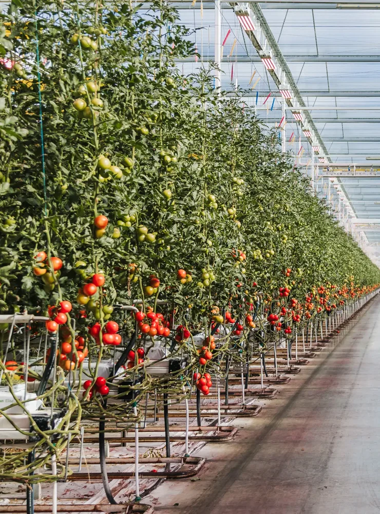 Schenkeveld Tomaten