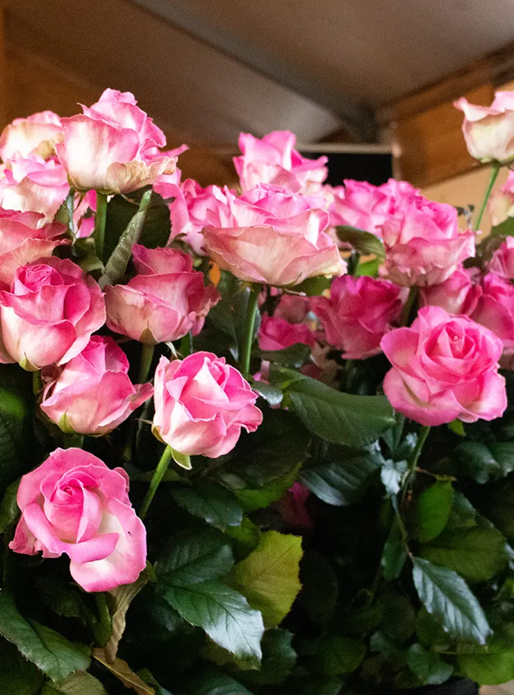 La Vie en Rose